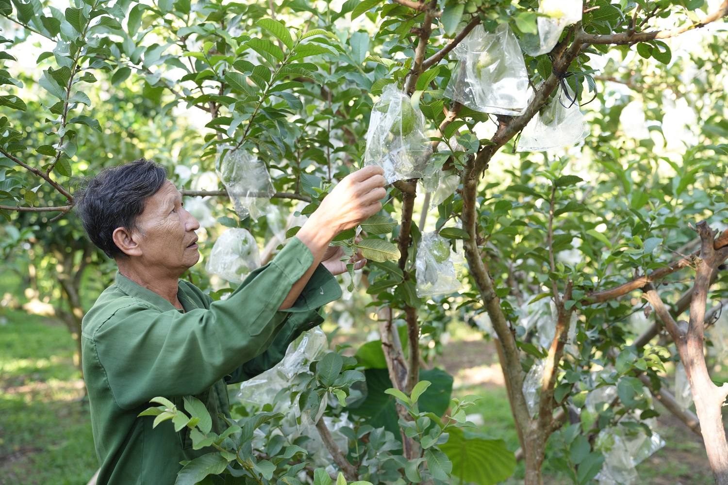 Ổi sạch Thu Quế - Niềm tự hào nông sản Bắc Ninh năm 2025